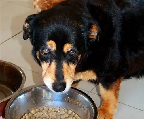 cachorro preto comendo