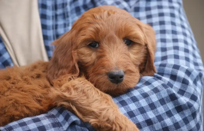 cachorro goldendoodle rojo en los brazos de una persona