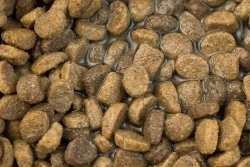 comida de cachorro seca com água