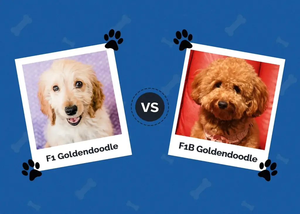 F1 לעומת F1B Goldendoodle: הבדלים עיקריים (עם תמונות)