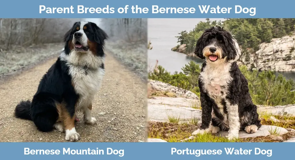 Γονικές ράτσες του Bernese Water Dog