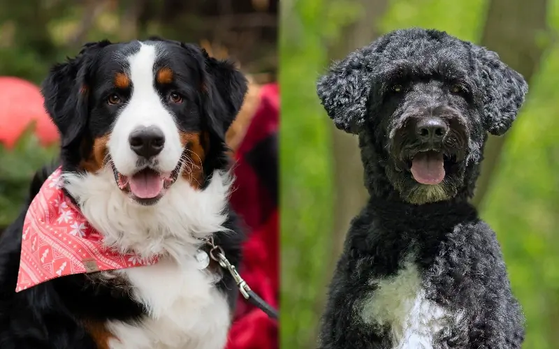 Bernese Water Dog (Bernese Mountain Dog & Portuguese Water Dog Mix) – Mga Larawan, Impormasyon, Gabay sa Pangangalaga, at Higit Pa