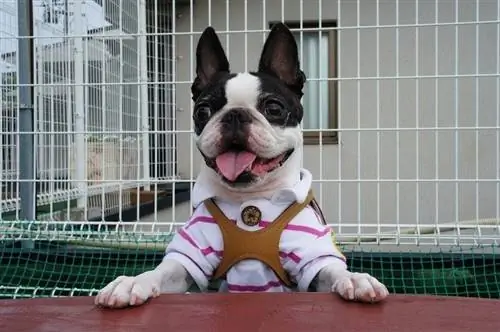 boston terrier