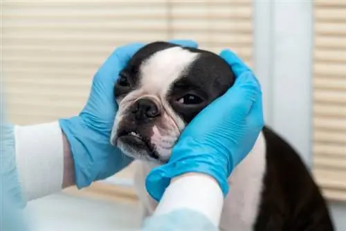 vet checking boston terrier dog