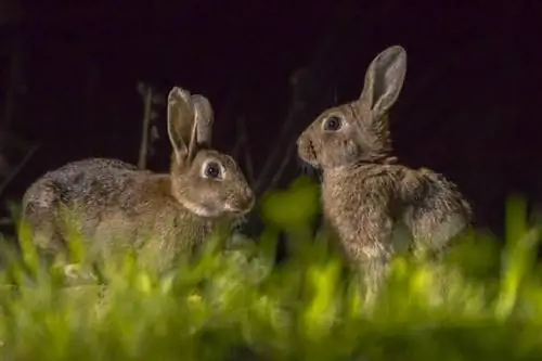 Kan hase in die donker sien? Feite wat deur veearts hersien is