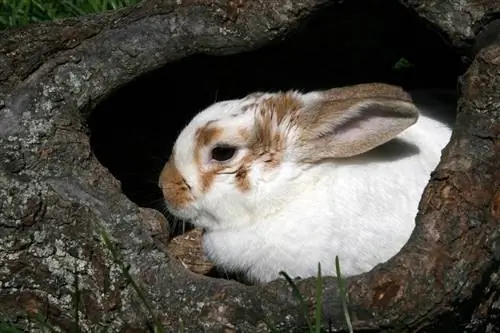 conejo en un agujero