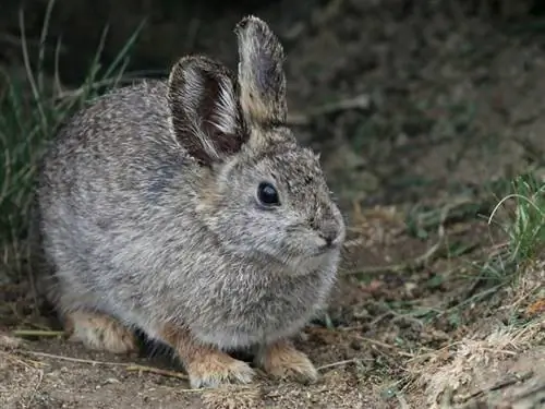 columbian basseng pygme kanin