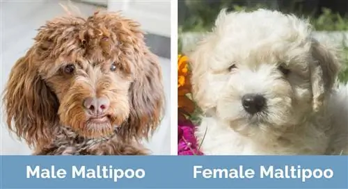 Male vs Female M altipoo - Perbezaan Visual