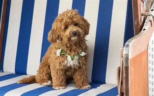 seekor anjing M altipoo betina coklat duduk di atas kerusi pantai