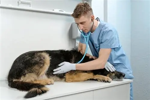 un veterinario revisando a un perro enfermo usando un estetoscopio