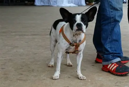 Merle Boston Terrier: ข้อเท็จจริง, แหล่งกำเนิด & ประวัติศาสตร์ (พร้อมรูปภาพ)