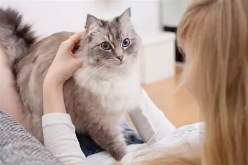 mujer joven con gato ragdoll en el sofá