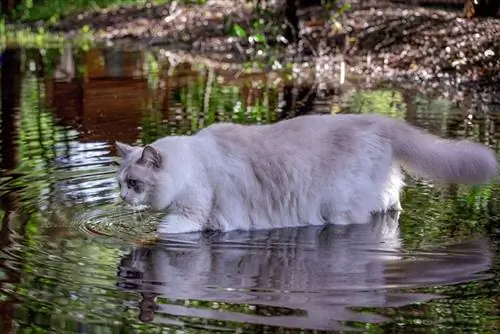 Ragdoll katė vaikšto per vandenį