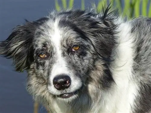 Collie Sempadan