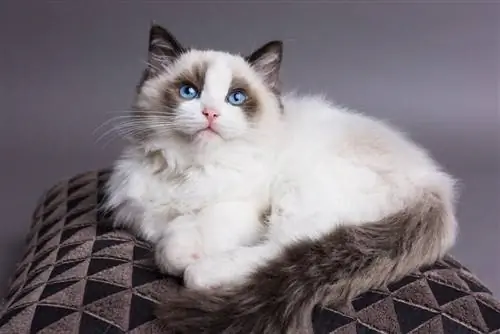 ¿Son los gatos Ragdoll más inteligentes que la mayoría de los gatos? Habilidades de inteligencia felina & Más