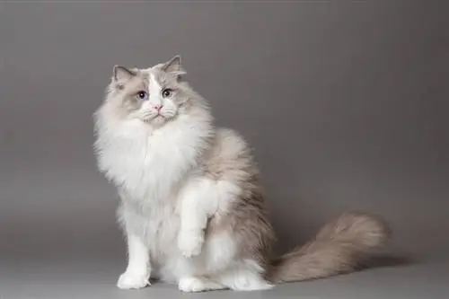 un hermoso gato Ragdoll bicolor macho sobre un fondo gris