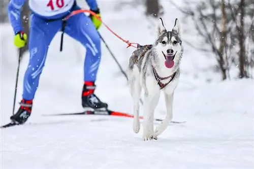 Hunde-Skijöring