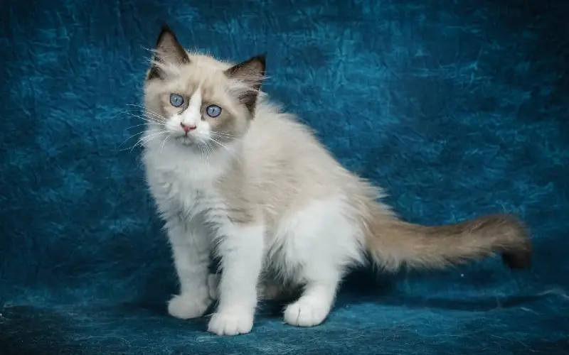 Lilac Bi-Color Ragdoll котка