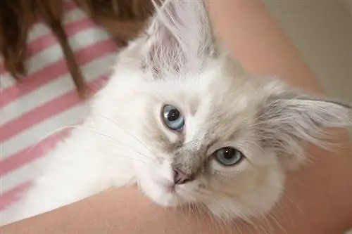 wanita membawa ragdoll lilac di lengannya