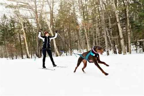 Skijoring con i cani: cos'è & Come iniziare