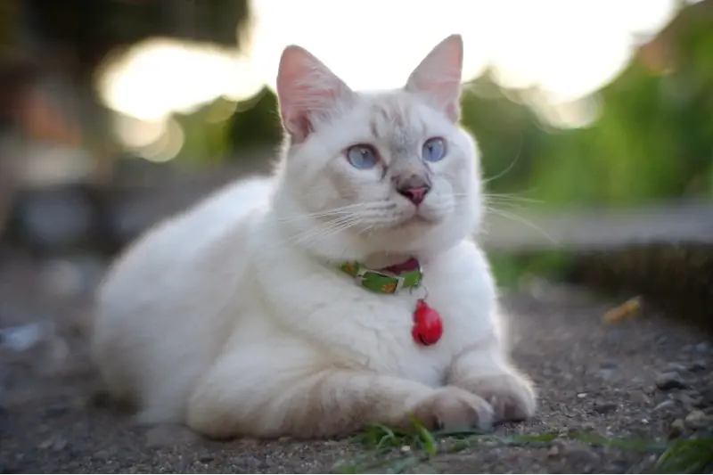 Lilac Point Ragdoll котка