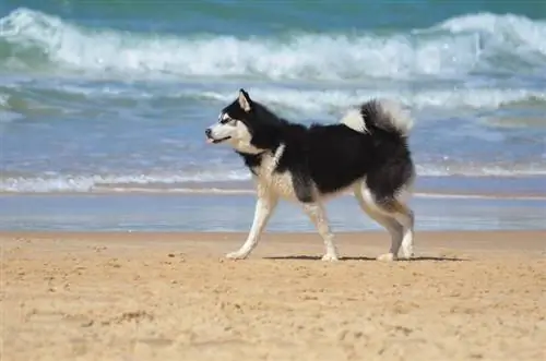 hond die op het strand loopt