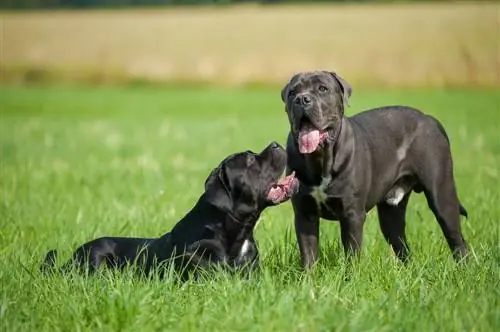 Cane Corso англи мастифын холимог: мэдээлэл, зураг, шинж чанар & баримт