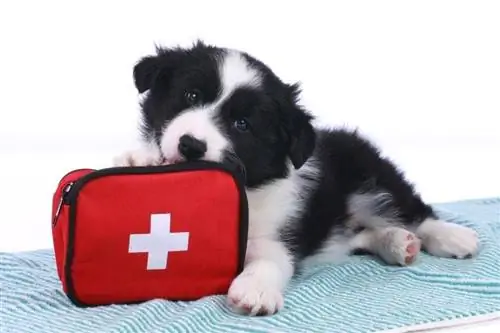 Leuk border collie-puppy met een geïsoleerd noodpakket