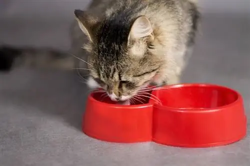 gato bebiendo de un tazón de fuente rojo