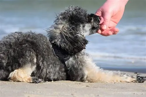 Caniche Merle lamiendo la mano de una mujer