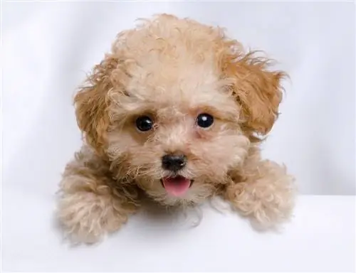 Cachorro de caniche de taza de té de juguete