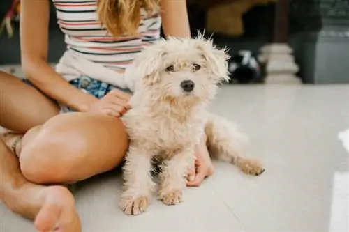 Caniche toy sentado en el suelo