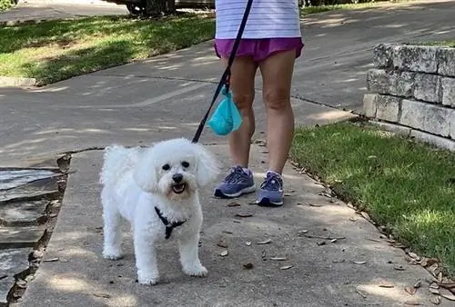 dueña de una mascota caminando con su perro con una correa con soporte para caca de perro