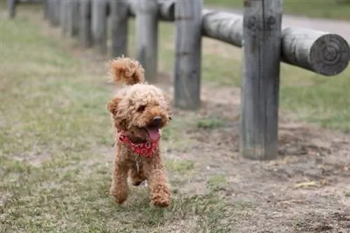 Cách huấn luyện Toy Poodle – 3 kiểu huấn luyện