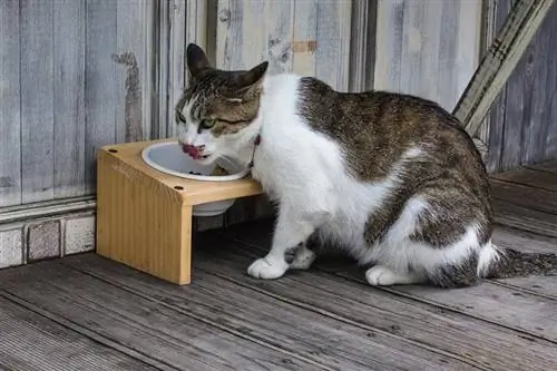 gato comiendo en el porche