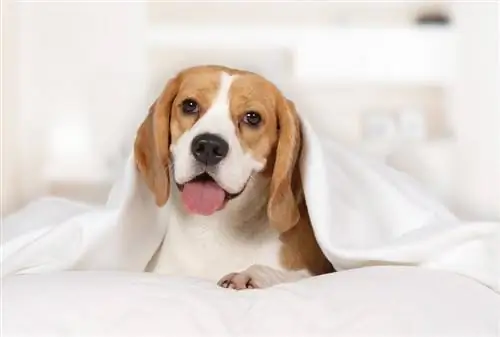 anjing beagle berbaring di atas katil dengan selimut