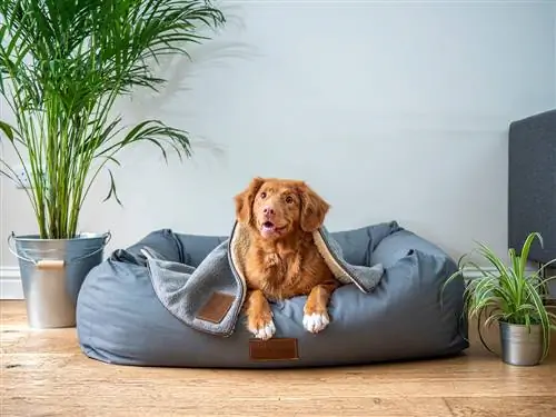 Cachorro marrom feliz deitado em sua cama