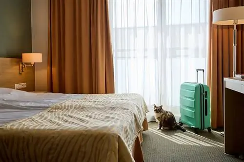 gato alojado en un hotel