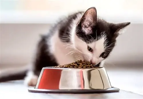 gatito comiendo