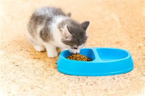 anak kucing makan makanan kering