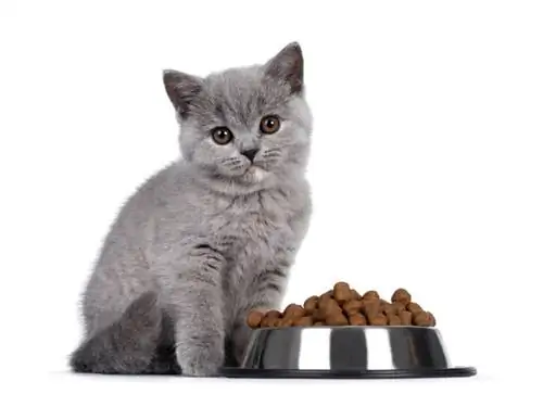 8 Best Kitten Foods nel Regno Unito nel 2023 – Recensioni & Top Picks