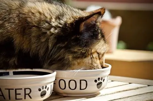 10 mejores alimentos para gatos para la EII en Canadá - Reseñas de 2023 & Mejores selecciones