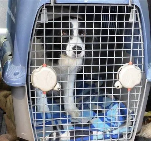 Anjing dalam peti plastik biru