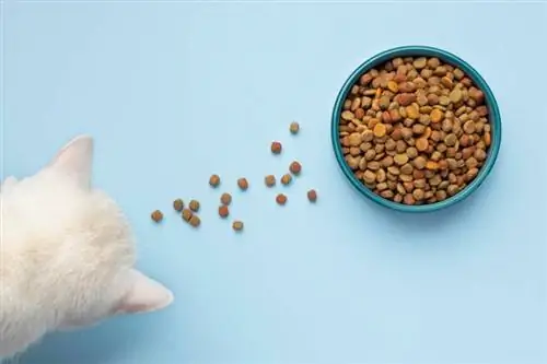 8 mejores alimentos secos y blandos para gatos en Australia - Reseñas de 2023 & Mejores selecciones