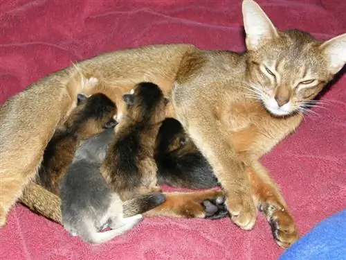 mamma katt och kattunge