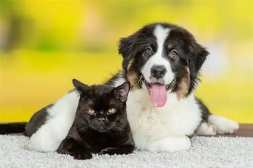 Ang mga Australian Shepherds ba ay Karaniwang Magaling sa mga Pusa? (Mga Katotohanan, & FAQ)