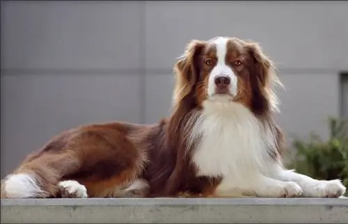 Liab Tri-Australian Shepherd