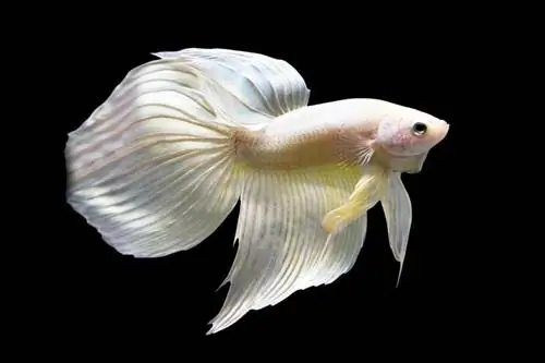 Betta Coda di velo d'oro