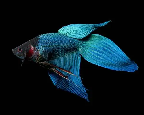 Veiltail Betta Fish: Care Guide, Lifespan & Higit Pa (May Mga Larawan)