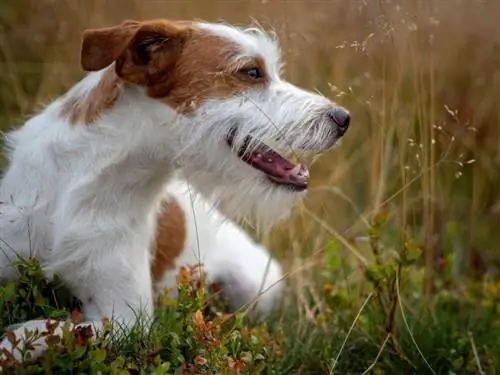 Een hond leren kruipen in 7 eenvoudige stappen